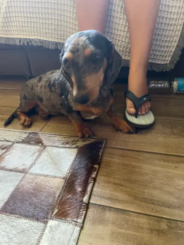 Teckel fêmea 1 ano para troca por filhote macho pelo longo