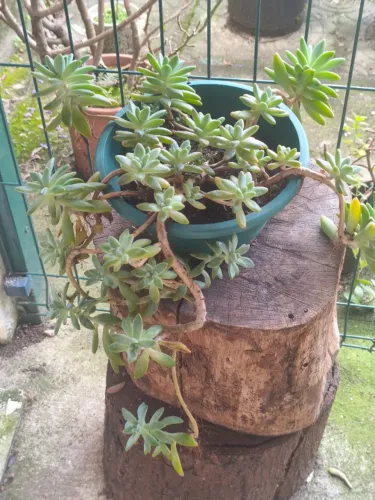 Planta suculenta