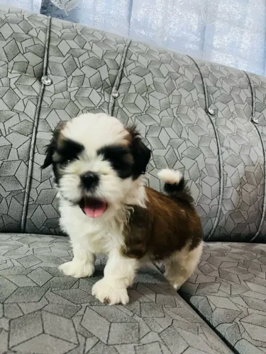 Lhasa Apso fêmeas imperdíveis incríveis pra você 