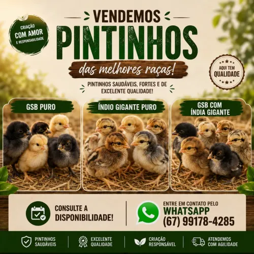Vendemos pintinhos