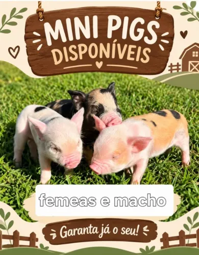 Mini pig