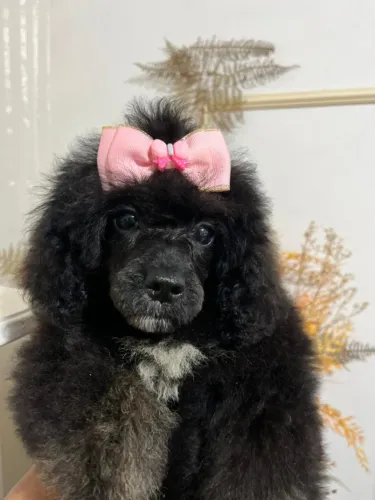 Poodle Toy Fêmea Preta 