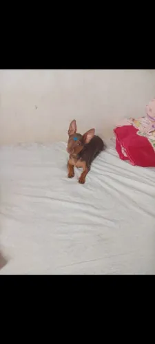 Pinscher