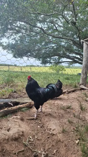 Casal de Ameraucana Black