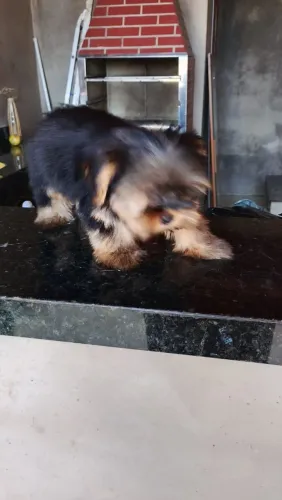 Vendo cachorro 
