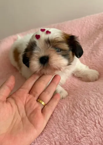 Shih tzu Fêmea 