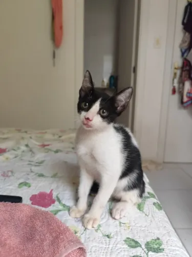 Gatinho para adoção