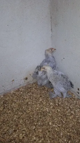 Casal brahma isabele