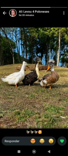 Marrequinhas