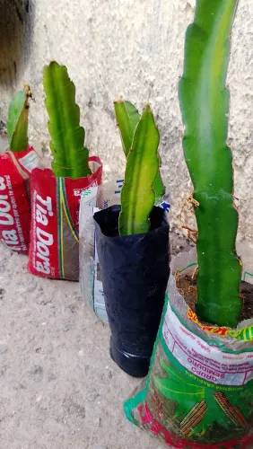 Pitaya