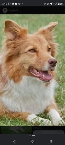 Procura de cruzamento Border Collie 