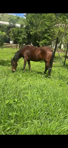 Cavalo