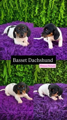 Basset dachshund fêmea salsichinha
