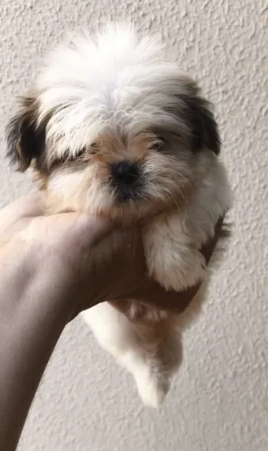 Vende-se filhote de Shitzu macho e fêmea 