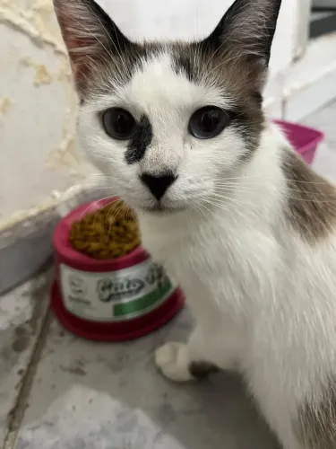 Gatinha muito dócil e educada