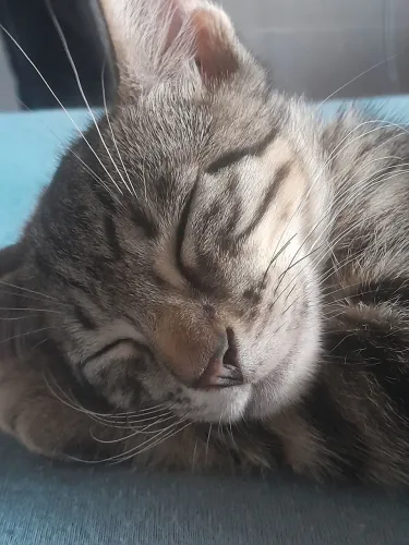 Doação filhote de gato macho