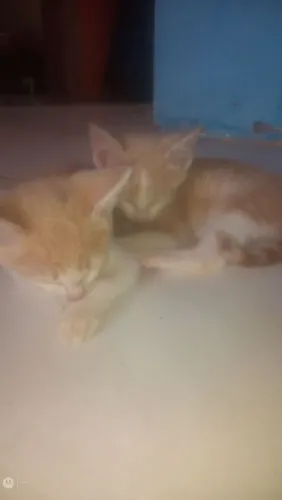 3 gatinhos Garfield lindos para doação de 2 mês