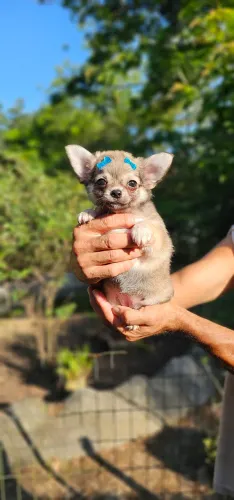 Chihuahua Femea PL - Pronta entrega