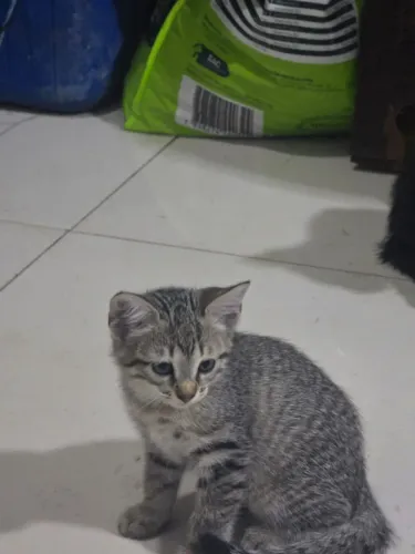 Estou doando esses gatinhos