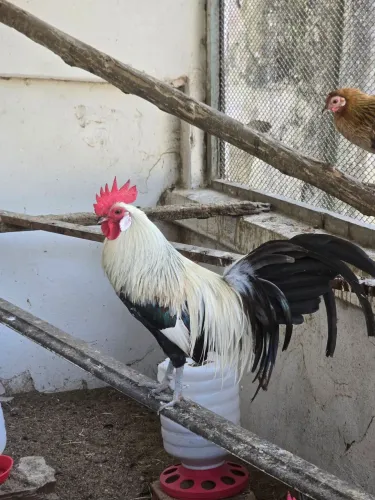 Galo Fênix Prata (08 meses)