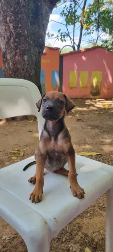 Adoção