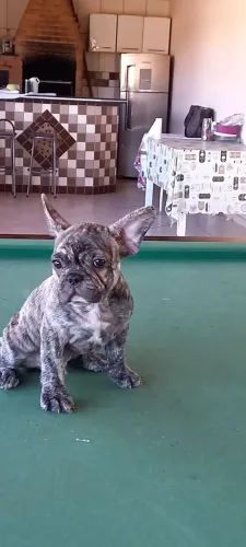 Último filhote de buldogue francês disponível.