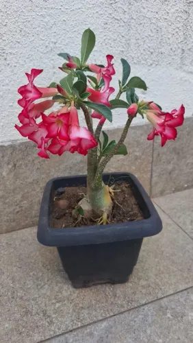 Rosa do deserto