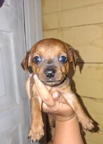 Filhote macho pinscher