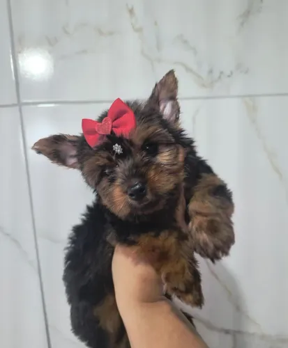 Lindo Filhote de yorkshire terrier, com dois meses de vida já vacinado e vermífugado