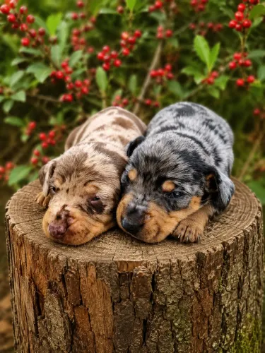 Filhote de dachshund