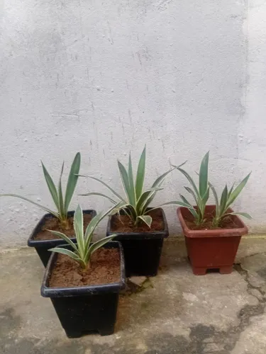 Mudas de agave piteira do caribe