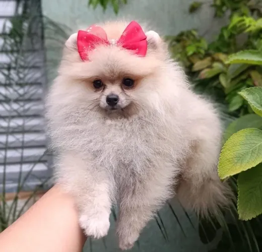 Spitz alemão - Raça de porte pequeno com visual característico