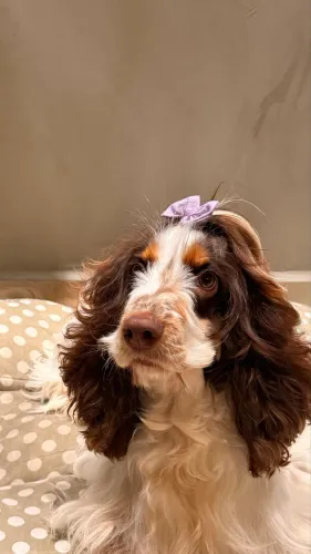 Cocker spaniel fêmea