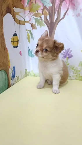 Fêmea chihuahua