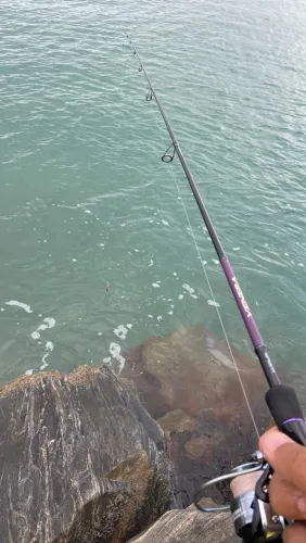 Vara de pesca Maruri Venera 14lbs Ação rápida Carbono IM7
