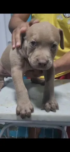 Vende-se filhote de pitbull 