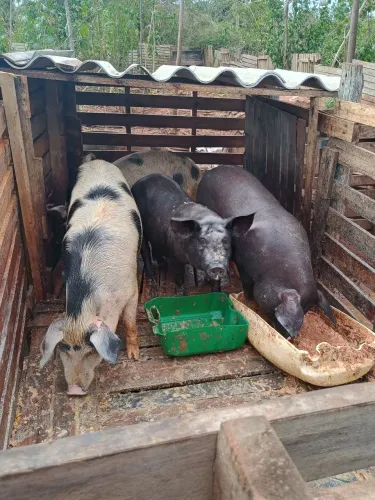 Porco caipira 