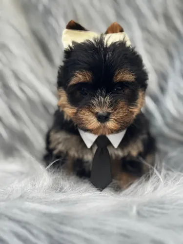 Yorkshire terrier machinho Elegante e inteligente!