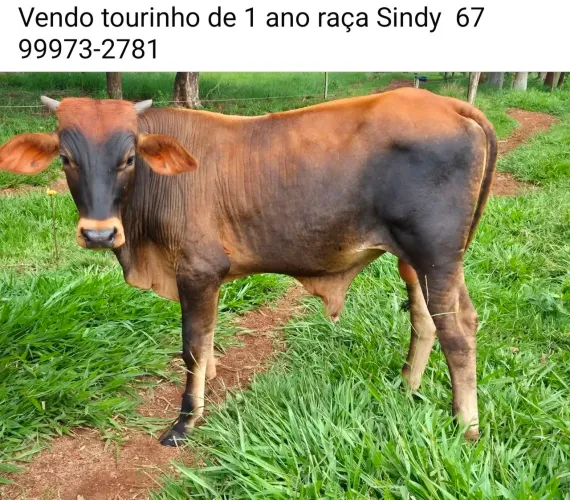 Vendo tourinho de ano da raça Sindy 