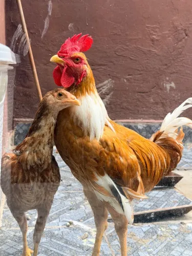Galo e Galinha caipira