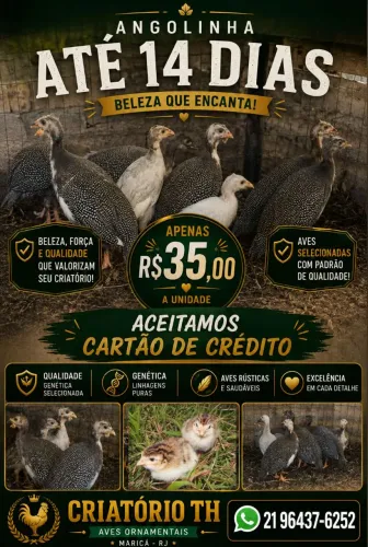 Pintinhos galinha D' angola