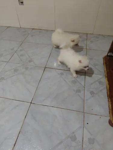Vende-se Spitz Alemão fêmeas
