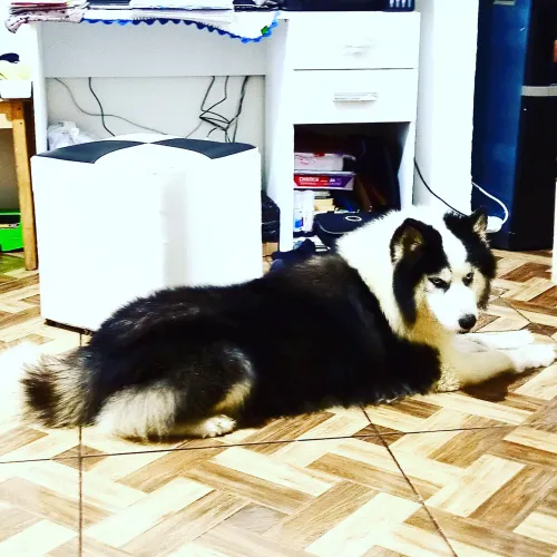 Husky siberiano