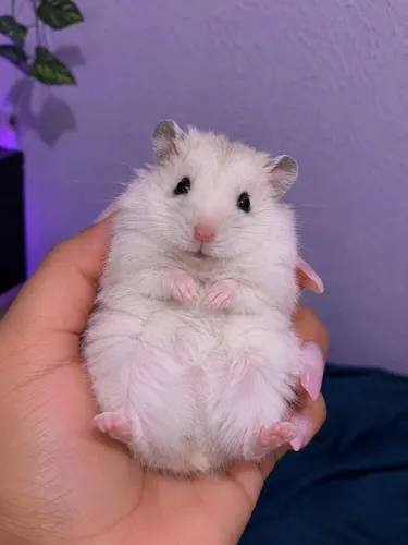 Hamster sírio filhote