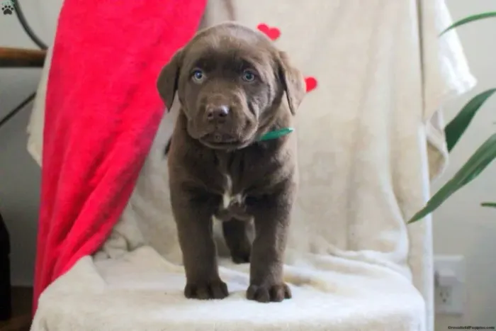 Labrador companheiro - amor garantido