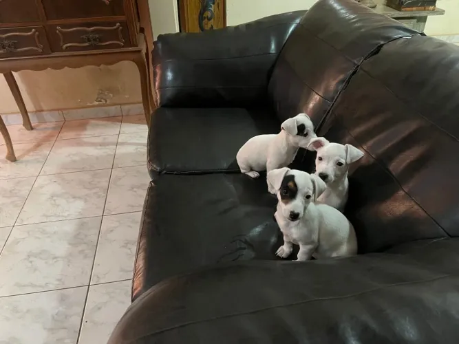 Filhotes Jack Russel Terrier 