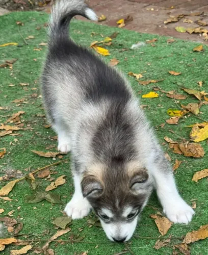 Filhotes de Husky Siberiano | Um novo começo!