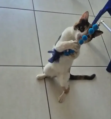 Gato fêmea