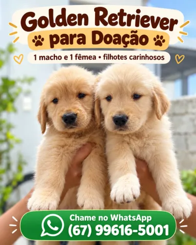 Golden Retriever para doação - 1 macho e 1 fêmea
