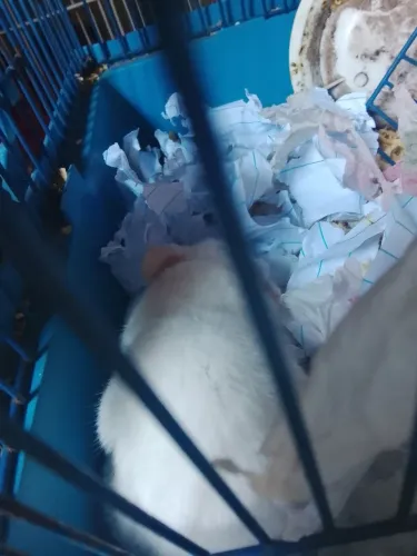 Hamster